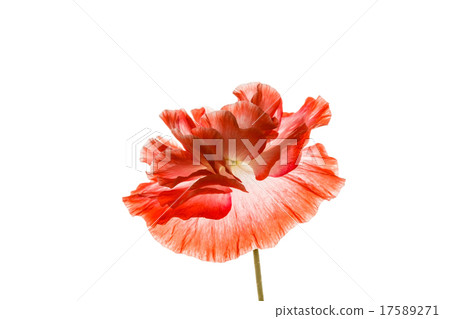 poppy isolated on the white poppy isolated on the white 17589271