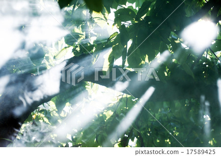 morning tree morning tree 17589425