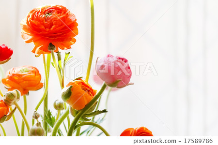 Colorful persian buttercup flowers (ranunculus) 17589786