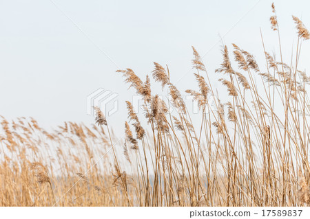 Seedy reed stalks 17589837