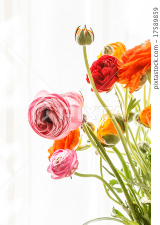 Colorful persian buttercup flowers (ranunculus) 17589859