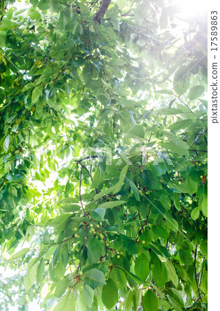 morning tree 17589863