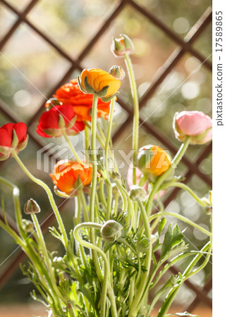 Colorful persian buttercup flowers (ranunculus) Colorful persian buttercup flowers (ranunculus) 17589865