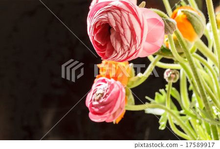 Colorful persian buttercup flowers (ranunculus) Colorful persian buttercup flowers (ranunculus) 17589917