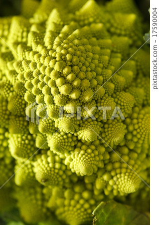 Romanesco broccoli, or Roman cauliflower 17590004