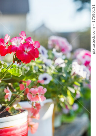 geranium flowers 17590151