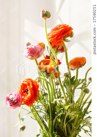 Colorful persian buttercup flowers (ranunculus) 17590251