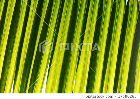 leaf texture 17590263