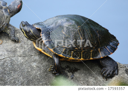 Creatures Reptiles Kibara tortoise, careful alien species. People keep taking care of them until the end! 17593357