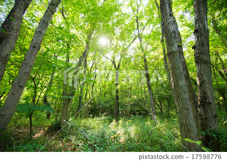 Fresh green trees Fresh green trees 17598776