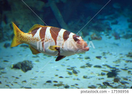 tropical Fish on a coral reef tropical Fish on a coral reef 17598956