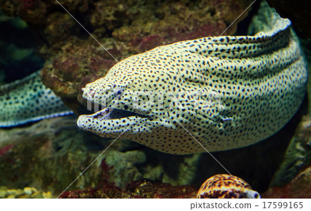 Giant moray looks out from coral reef Giant moray looks out from coral reef 17599165
