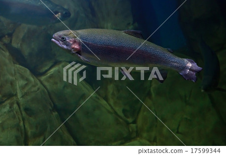 Rainbow trout or Salmon trout (Oncorhynchus mykiss Rainbow trout or Salmon trout (Oncorhynchus mykiss 17599344