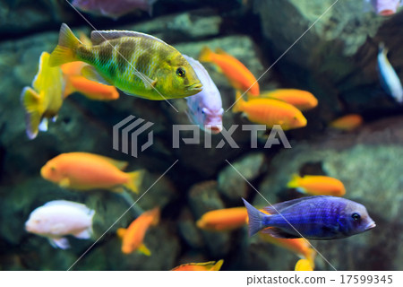 image of a tropical Fish on a coral reef 17599345