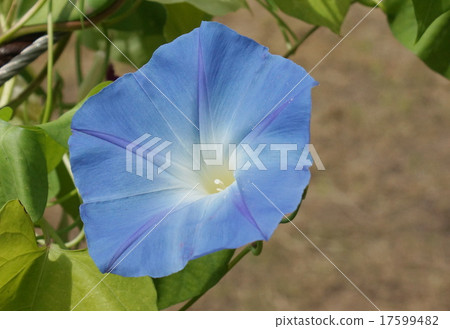 牽牛花藍色 牽牛花藍色 17599482