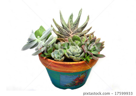 Potted succulent plants, potted plants 17599933