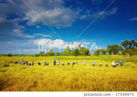 The farmers were harvesting rice. 17599973