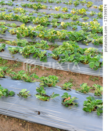 Strawberry plant 17599974
