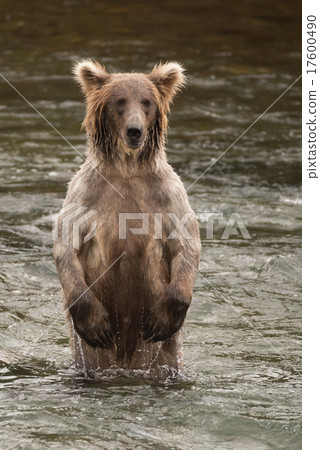 Bear standing on hind legs in river 17600490