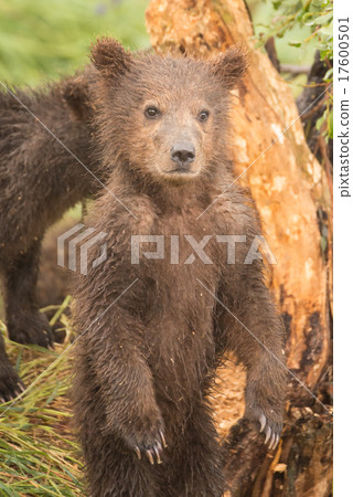 Brown bear cub standing on hind legs Brown bear cub standing on hind legs 17600501