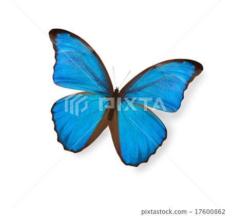Blue butterfly isolated on white 17600862