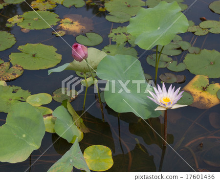 Waterlily flower on the pond 17601436