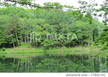 Mountain garden, flower garden, 17602191