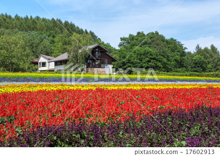 Hokkaido · Furano · Flower field 17602913