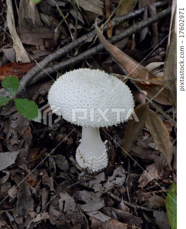 Wild mushroom Shiroyanitake 17602971