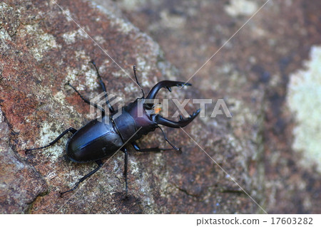 Miyamakuwagata 17603282