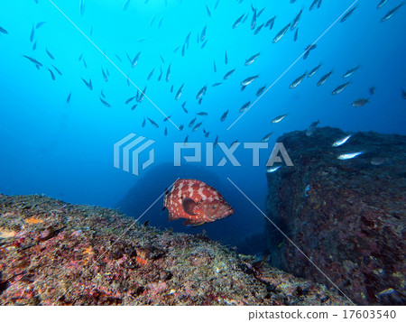 Swim Azahata M Swim Azahata M 17603540