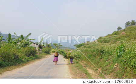 Ethnic minority woman carrying grass to home Ethnic minority woman carrying grass to home 17603939