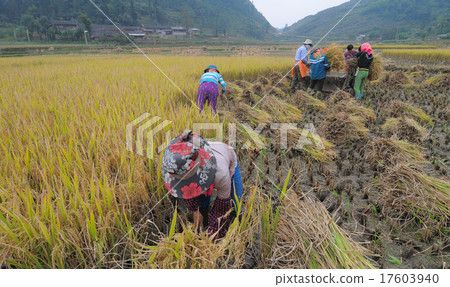 Asian people working on rice field in Vietnam Asian people working on rice field in Vietnam 17603940