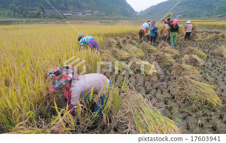 Asian people working on rice field in Vietnam 17603941
