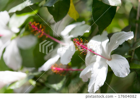 HIBISKUS ANNITTI肛門 HIBISKUS ANNITTI肛門 17604082