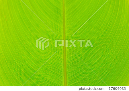 Mizukanna離開 17604083