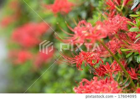 Cluster amaryllis Cluster amaryllis 17604095