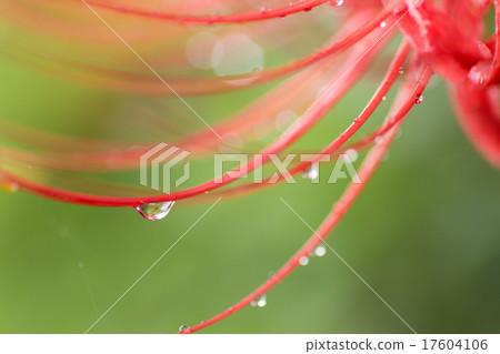 群集孤挺花 17604106