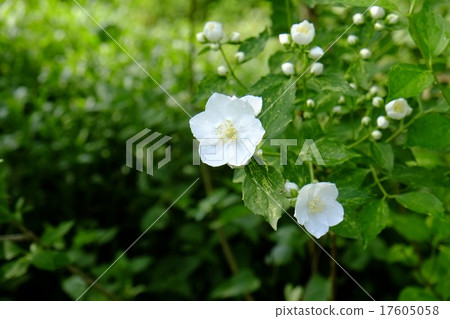 Philadelphus 17605058