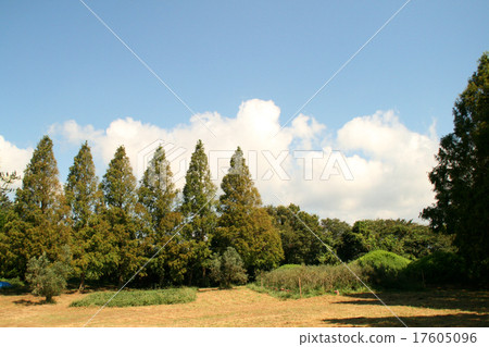 水杉Namiki和藍天 水杉Namiki和藍天 17605096