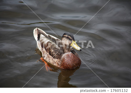 Wild Duck 17605132