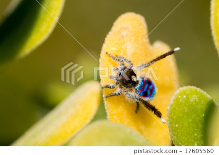 孔雀蜘蛛 17605560