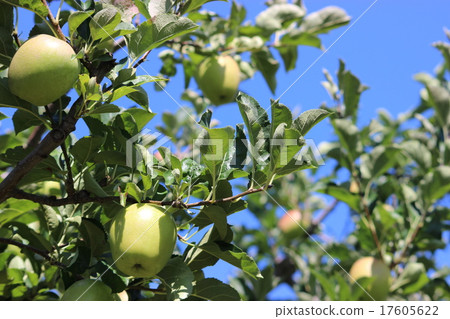 green apple green apple 17605622