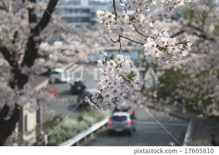 在櫻花下下坡 17605810