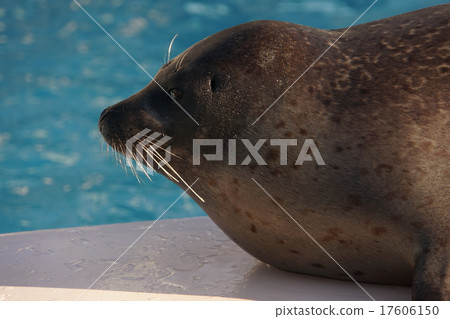 Seal 9 17606150