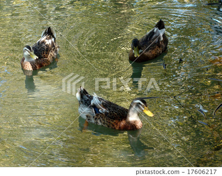 Image of duck Image of duck 17606217