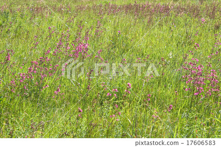 Green grass with pink flowers 17606583