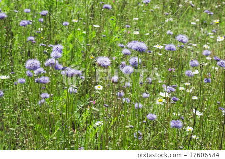 Green grass with blue flowers 17606584
