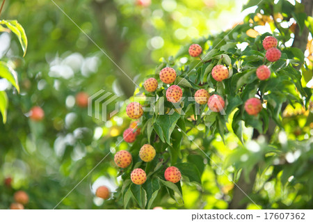 Fruit of Yamabote 17607362