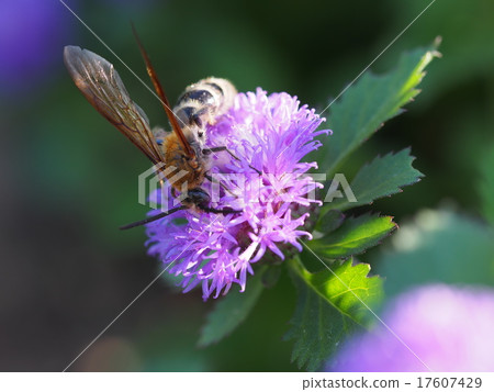 Tamura grass flowers and bees Tamura grass flowers and bees 17607429